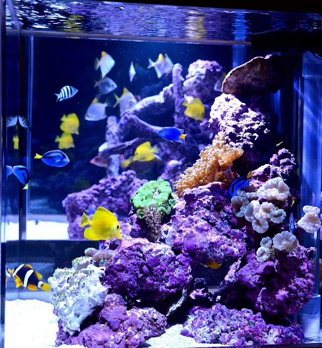 Reef Bar Aquarium Services Picture 2