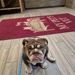 My Pets Vet