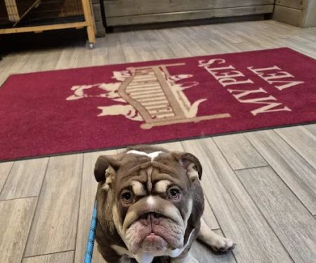 My Pets Vet