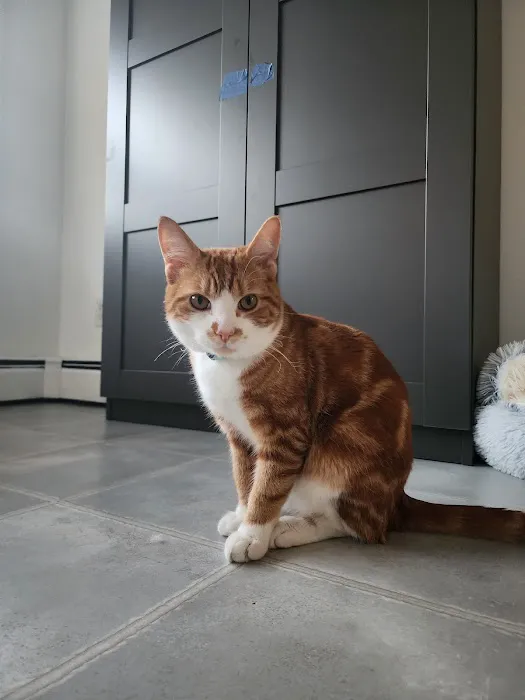 My Pets Vet Picture 10