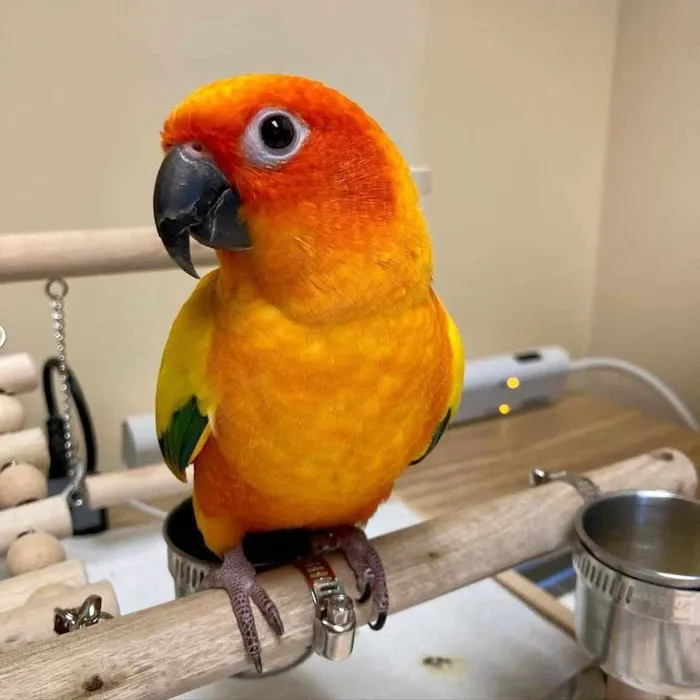 http://birdslovesconnectionhome.com Picture 7