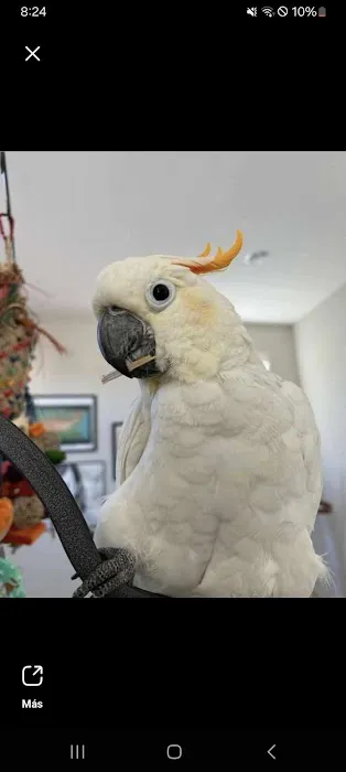 http://birdslovesconnectionhome.com Picture 9