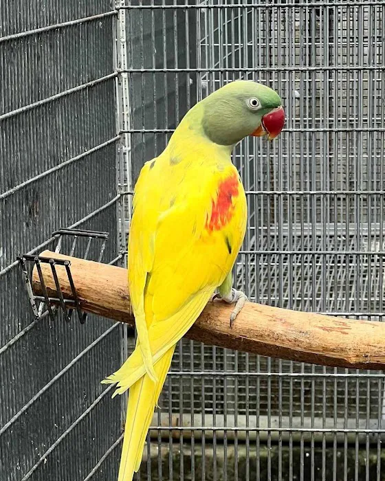 http://birdslovesconnectionhome.com Picture 10