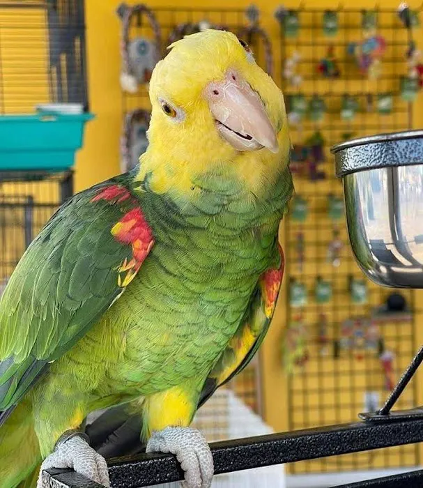 http://birdslovesconnectionhome.com Picture 4