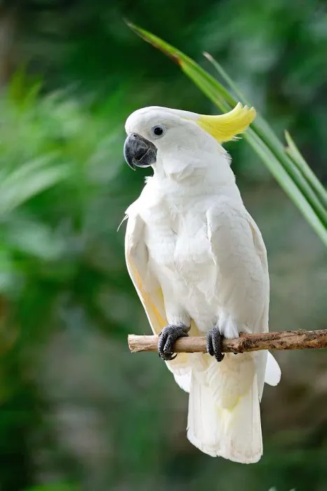 http://birdslovesconnectionhome.com Picture 1
