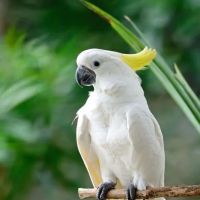 http://birdslovesconnectionhome.com ico