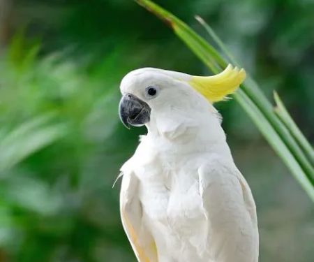 http://birdslovesconnectionhome.com