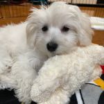 West Hills Animal Hospital & Emergency Center