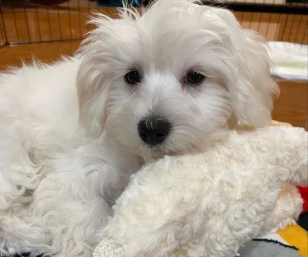 West Hills Animal Hospital & Emergency Center