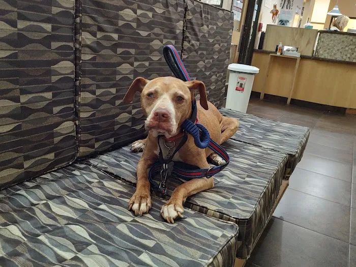 West Hills Animal Hospital & Emergency Center Picture 10