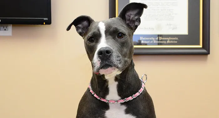 West Hills Animal Hospital & Emergency Center Picture 4