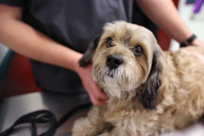 Levittown Animal Hospital Picture 5