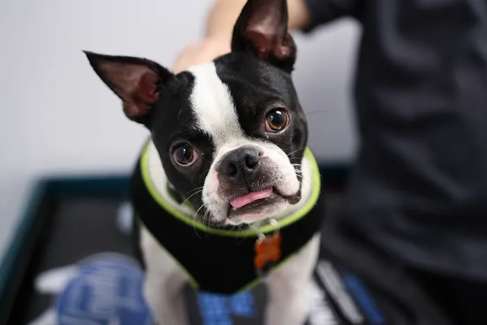 Levittown Animal Hospital Picture 3