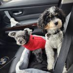 Levittown Animal Hospital