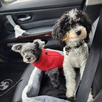 Levittown Animal Hospital ico