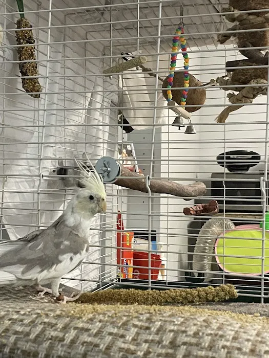 Pet Shop Red Canary Picture 2