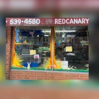 Pet Shop Red Canary ico
