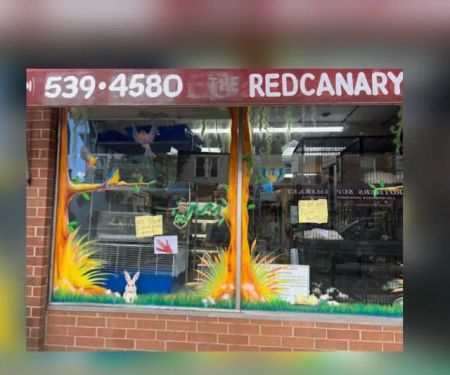 Pet Shop Red Canary