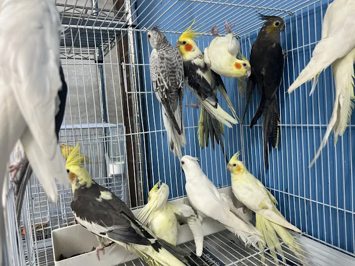 Pet Shop Red Canary Picture 10