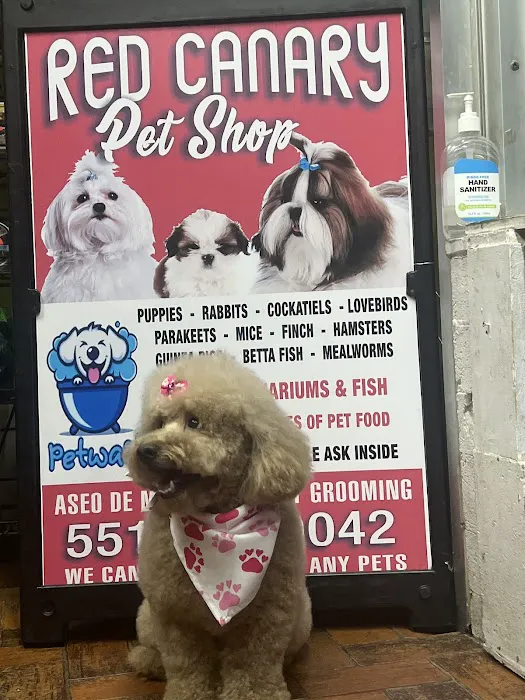 Pet Shop Red Canary Picture 8