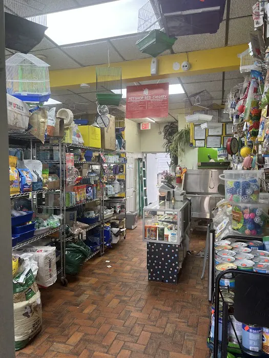 Pet Shop Red Canary Picture 6