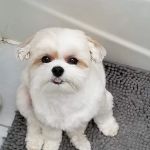 VCA East Meadow Animal Hospital