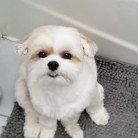 VCA East Meadow Animal Hospital ico