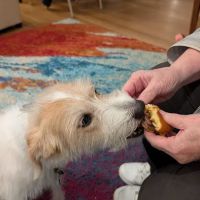 Carman Avenue Veterinary Hospital ico