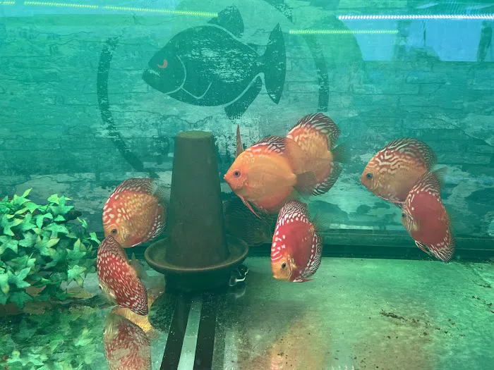 South River Aquarium Picture 7