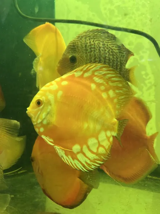 South River Aquarium Picture 10