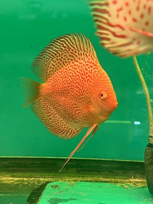 South River Aquarium Picture 3