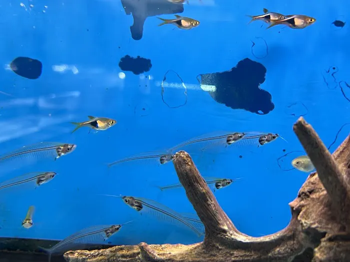 South River Aquarium Picture 5