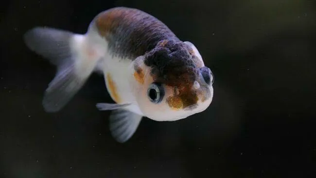 South River Aquarium Picture 8