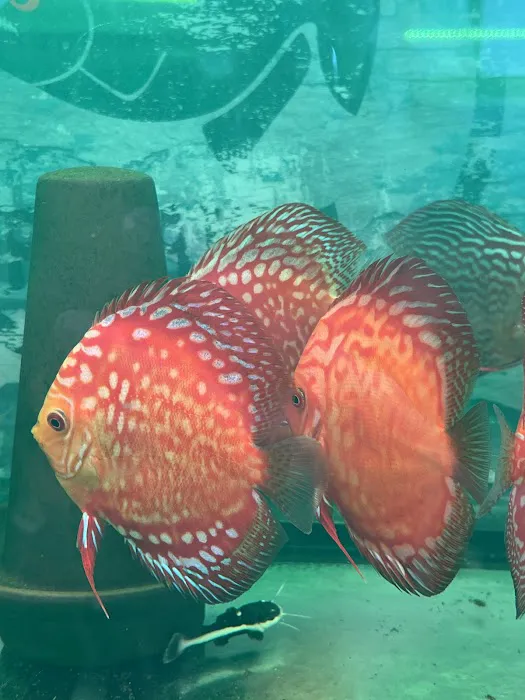 South River Aquarium Picture 4