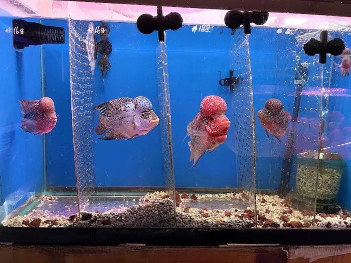 New Lucky Fish Aquarium & Pet Supply Picture 6