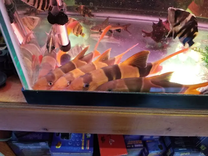 New Lucky Fish Aquarium & Pet Supply Picture 9