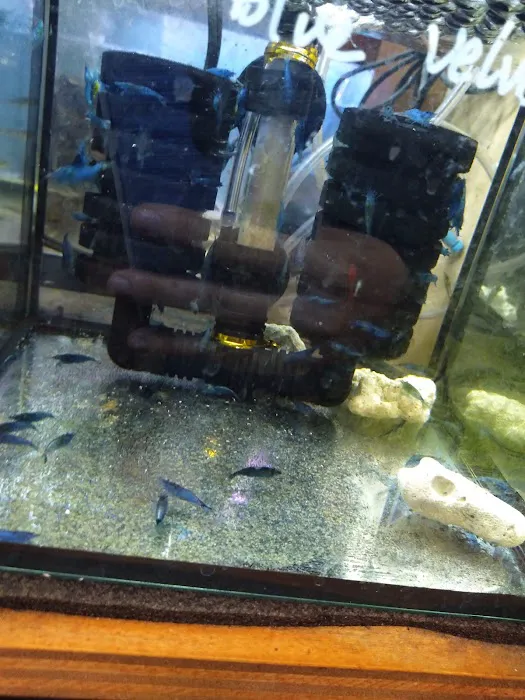 New Lucky Fish Aquarium & Pet Supply Picture 2