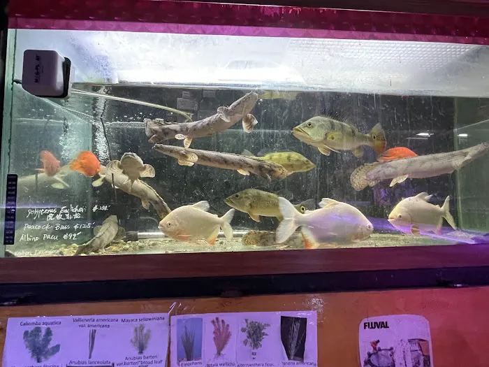 New Lucky Fish Aquarium & Pet Supply Picture 7