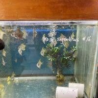 New Lucky Fish Aquarium & Pet Supply ico