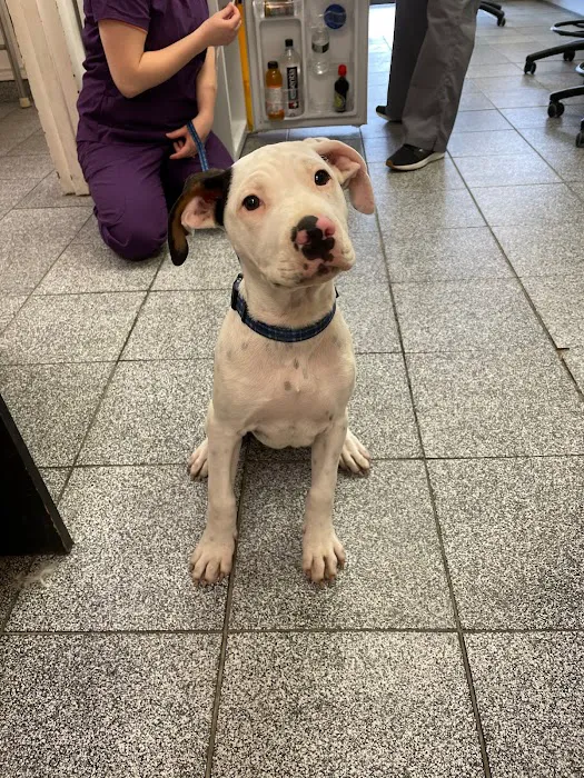 Commack Veterinary Center Picture 9