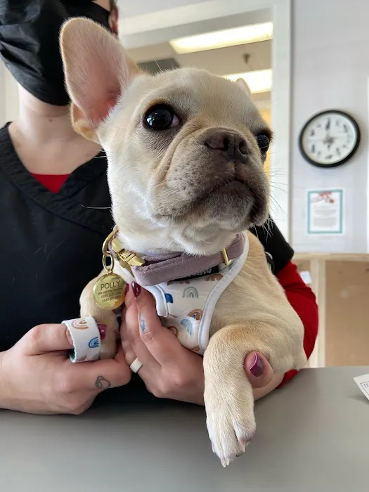Commack Veterinary Center Picture 1