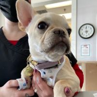 Commack Veterinary Center ico