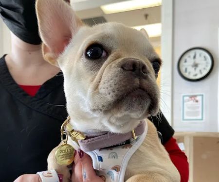 Commack Veterinary Center