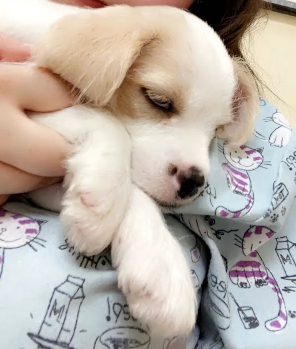 Commack Veterinary Center Picture 8