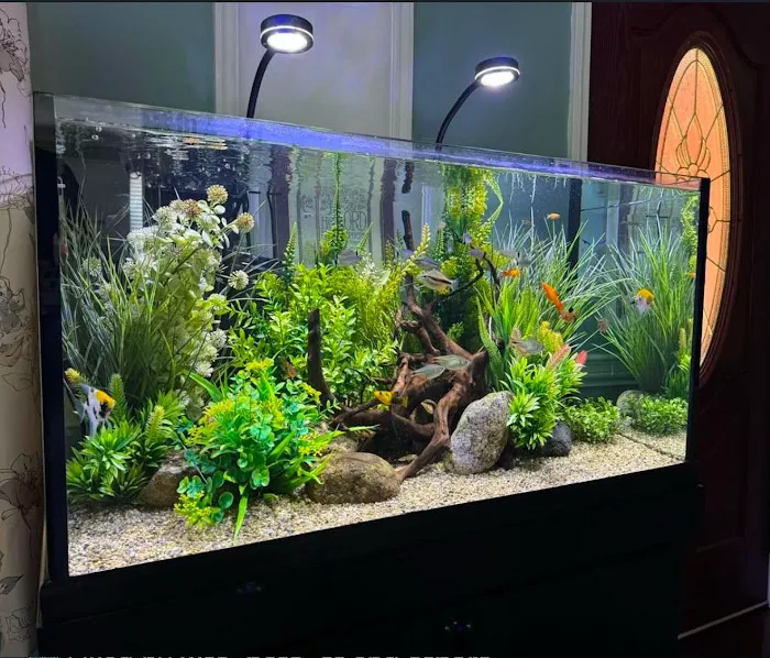 Aqua Spaces - Aquarium Maintenance Picture 6