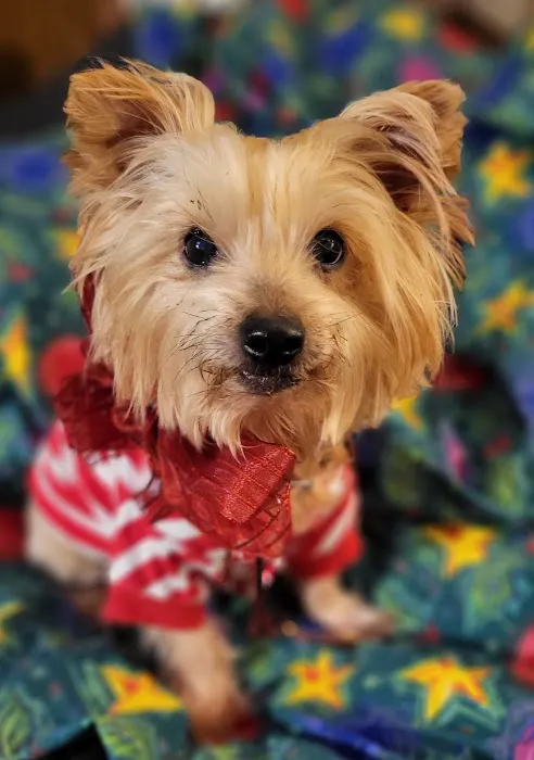 East Meadow Veterinary Center Picture 9