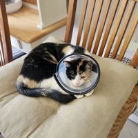 Helping PAW ico