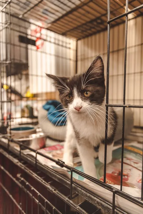 Sean Casey Animal Rescue Picture 6