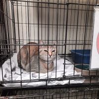 Sean Casey Animal Rescue ico