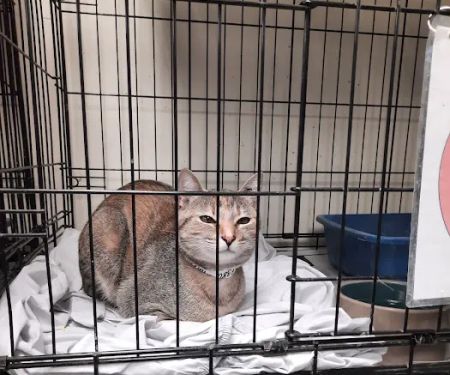 Sean Casey Animal Rescue